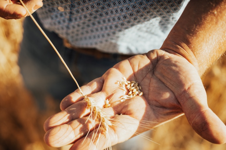 Farmer's open palm holding threshed wheat kernels and chaff, a wheat head in the other hand, photographed by Dawn Heumann