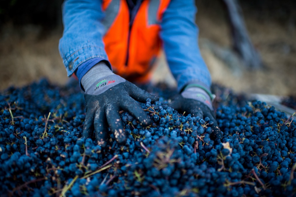 Gloved hands spreading over a bin of just picked wine grapes during harvest