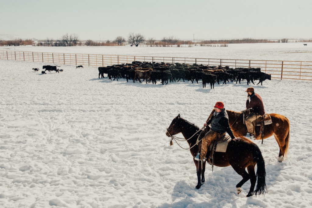 Two riders on horseback gathering black cattle in a snowy corral with cattle dogs along the fence
