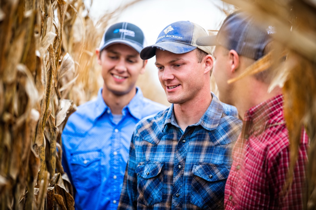Three young farmers in trucker caps talking in a row of dried corn, one cap reading American AgCredit