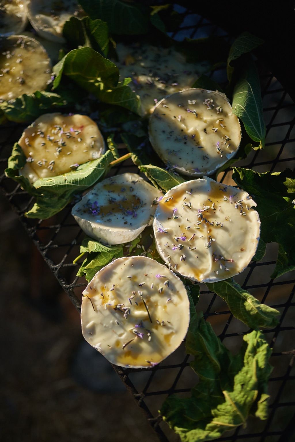 Rounds of goat cheese with honey and lavender blossoms grilling on fig leaves over the fire