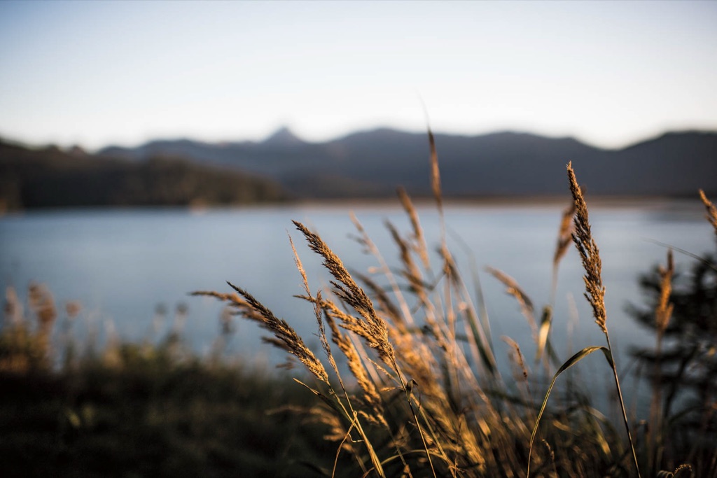Golden backlit beach grass with a blurred Alaskan bay and mountains beyond