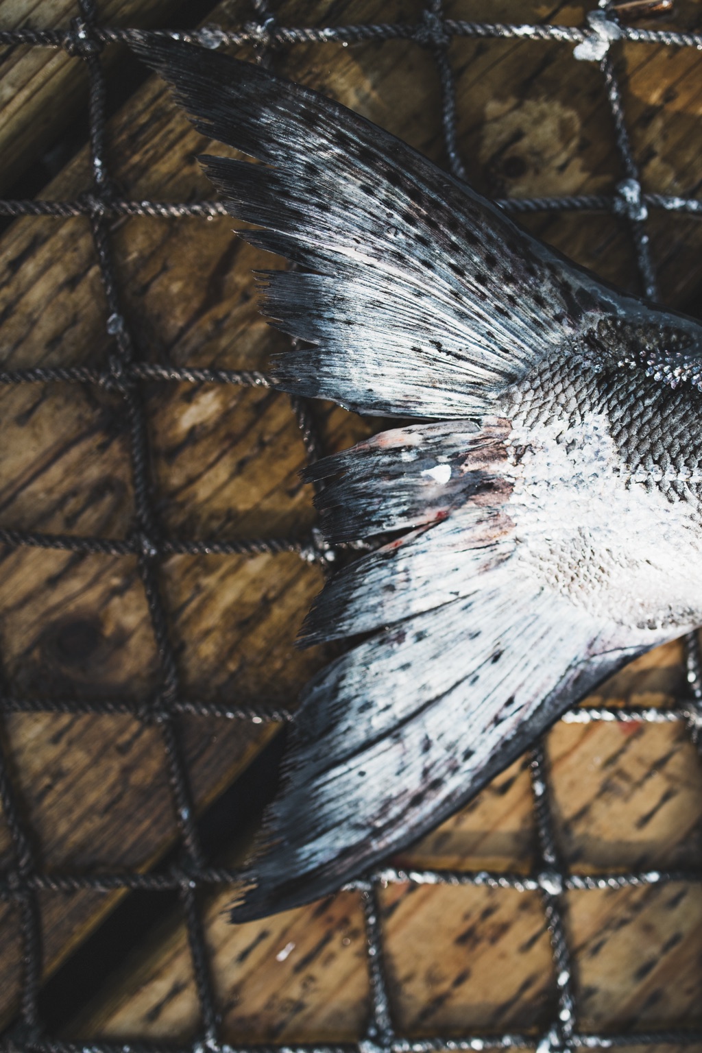 Overhead of a salmon tail resting on rope netting on a weathered wooden dock in Alaska