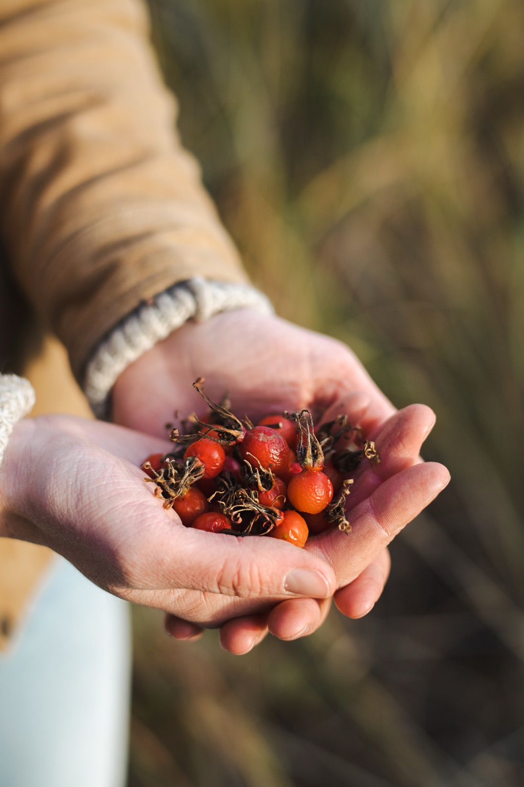 Cupped hands holding a harvest of bright red foraged rosehips in golden light