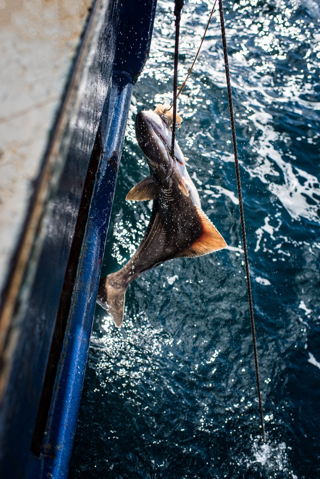 Fish coming up on a longline hook beside the blue hull over sparkling water in Alaska