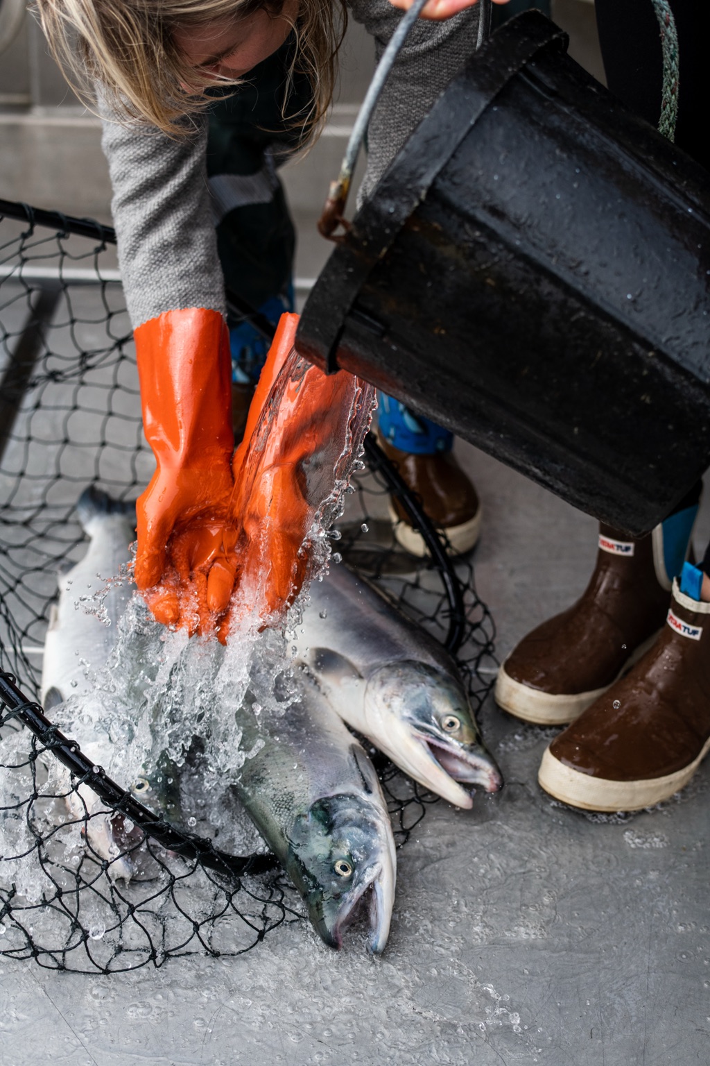 Pouring a bucket of water over netted salmon on deck in orange gloves and XtraTuf boots, photographed in Alaska