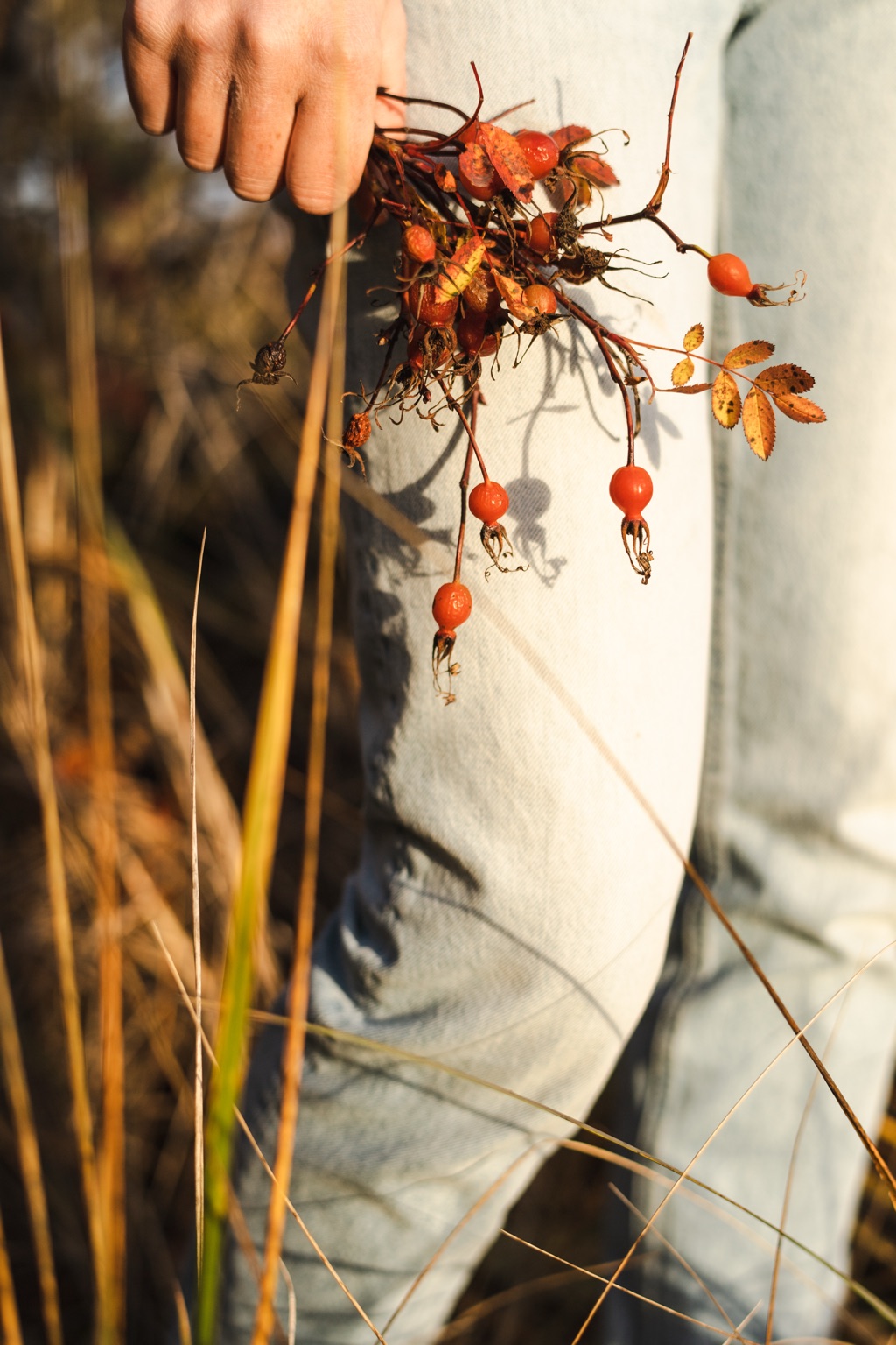 Hand holding a foraged branch of rosehips and autumn leaves against faded denim