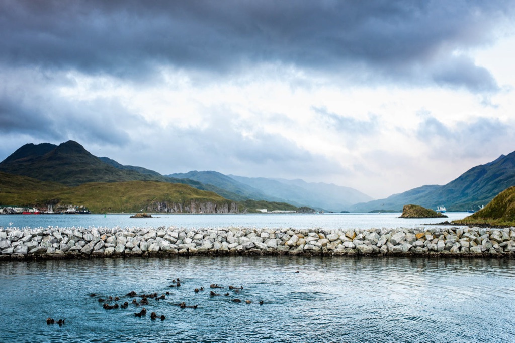 Raft of sea otters floating inside a rocky breakwater with green hills and a harbor behind