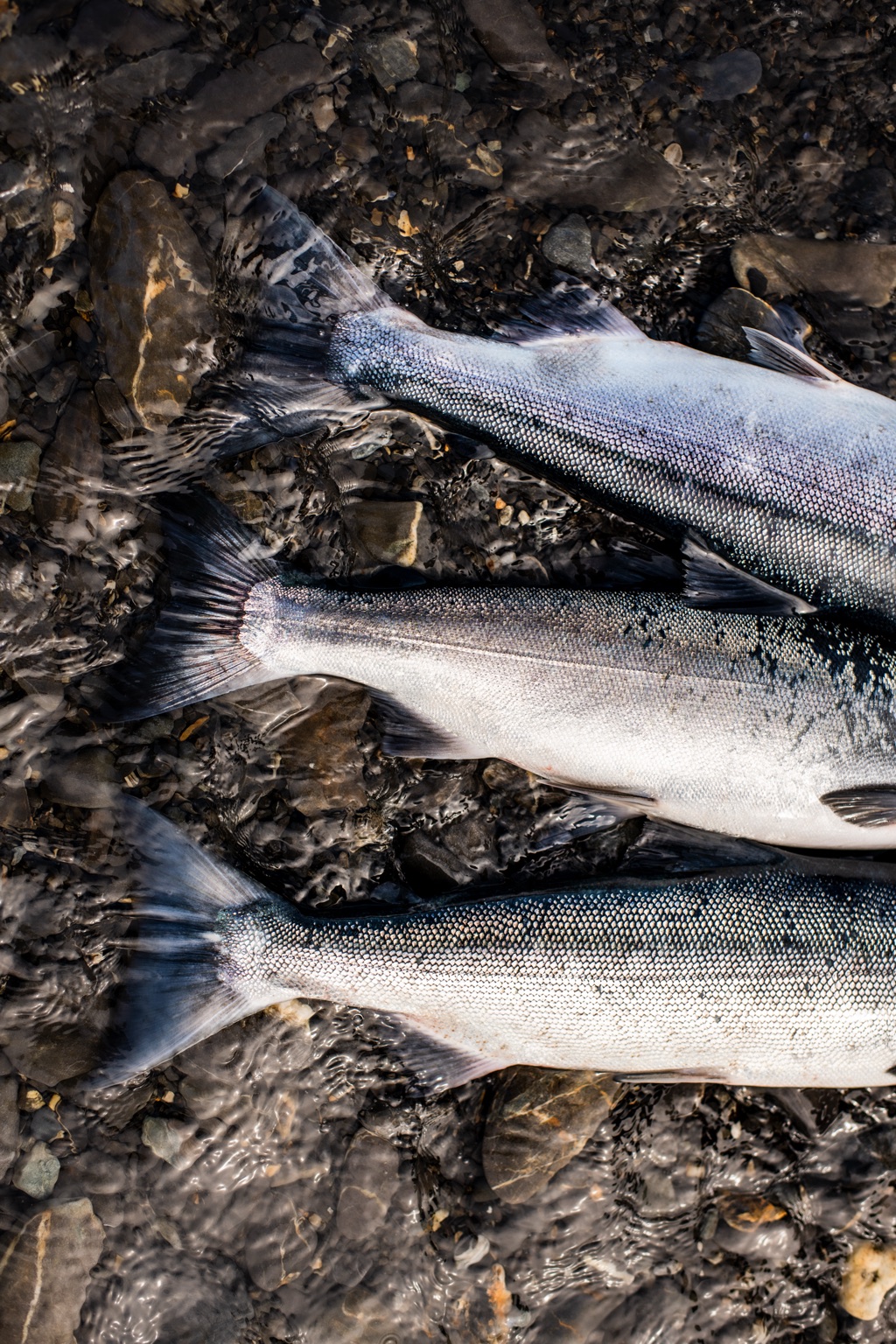 Overhead of three silver salmon lying in shallow water over smooth pebbles, photographed in Alaska
