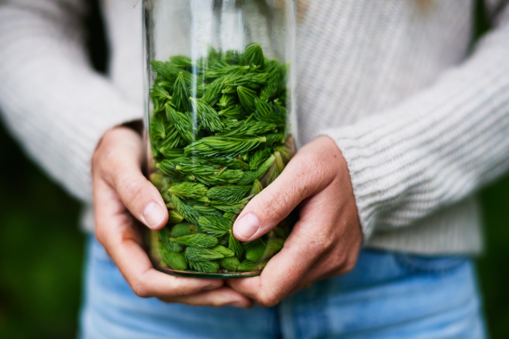 Hands holding a glass jar packed with freshly foraged green spruce tips