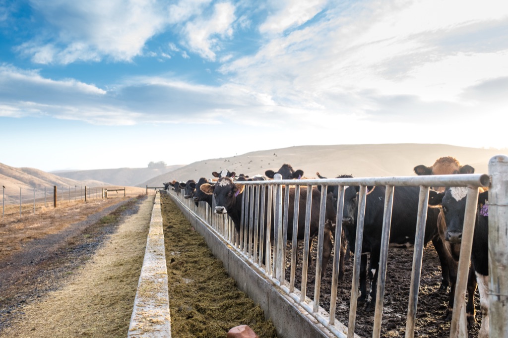 Dairy cows lined up at the feed rail at sunrise under a wide open sky