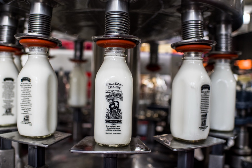 Glass Straus Family Creamery milk bottles being filled on the rotary bottling machine in Marshall, California
