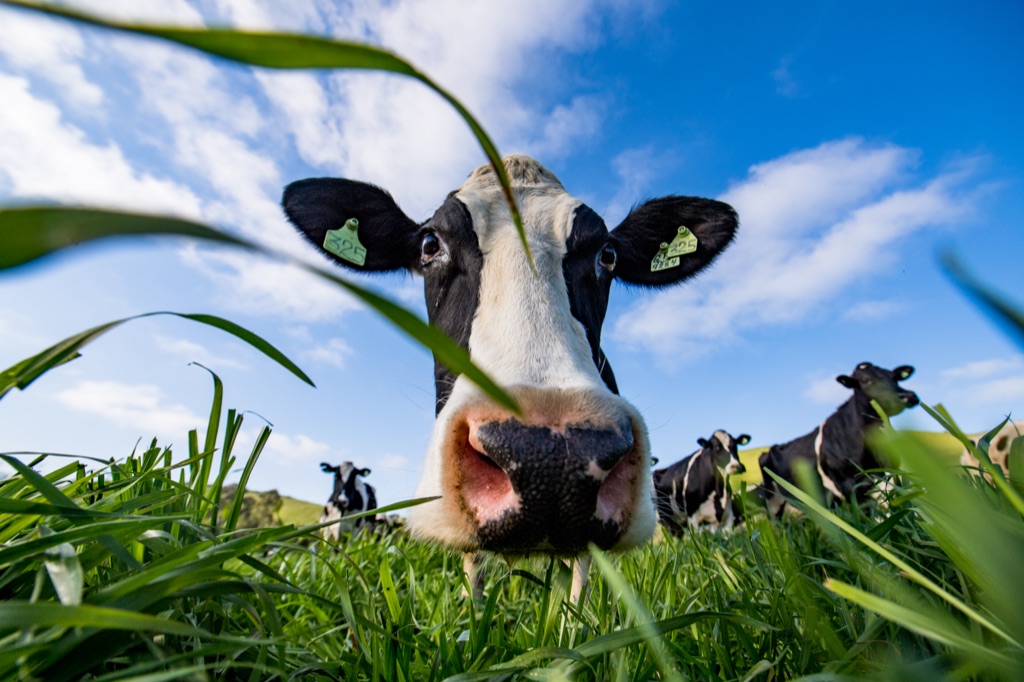 Low wide-angle of a curious Holstein cow peering into the camera against a bright blue sky