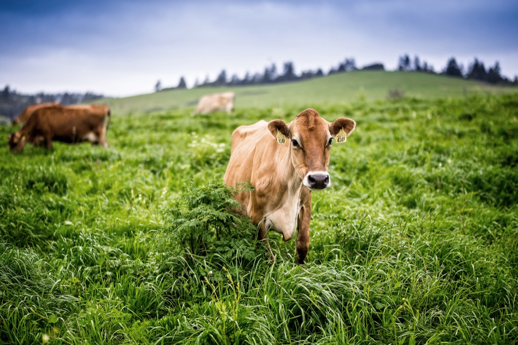 Jersey cow standing in lush green pasture with the herd grazing behind her