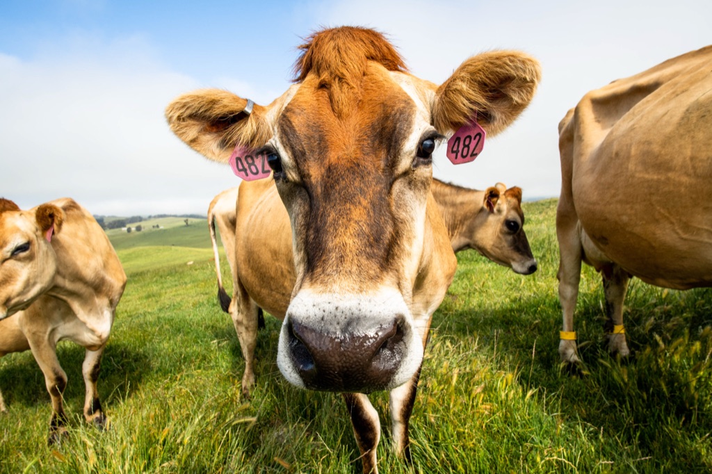 Wide-angle closeup of a Jersey cow's face in green pasture with the herd around her