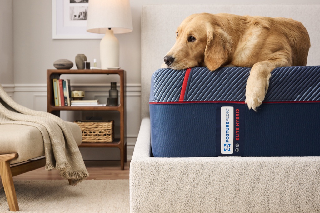 Golden retriever resting its head on the corner of a Sealy Posturepedic Elite Hybrid mattress