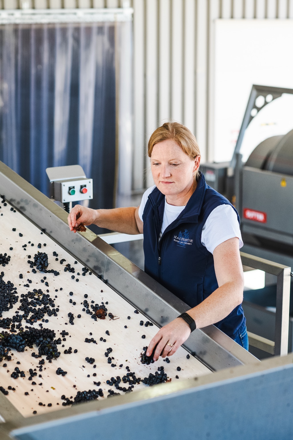 MacRostie cellar worker sorting pinot noir berries on the crush pad sorting table