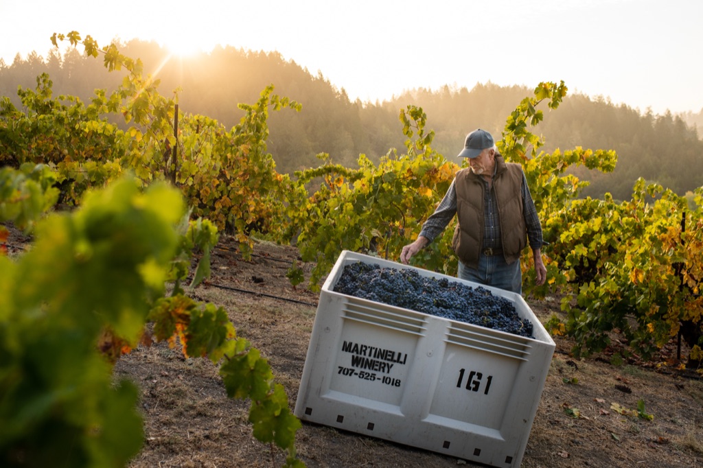 Grower checking a Martinelli Winery bin of just-picked pinot noir at sunrise on a hillside vineyard