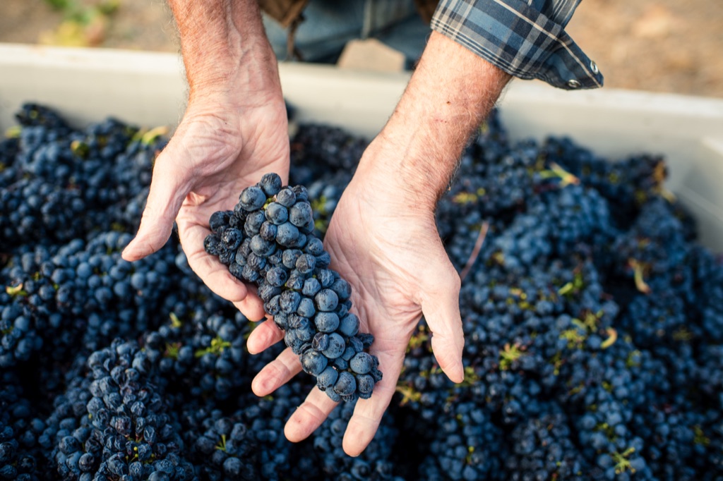 Overhead of weathered hands cradling a pinot noir cluster above a full harvest bin