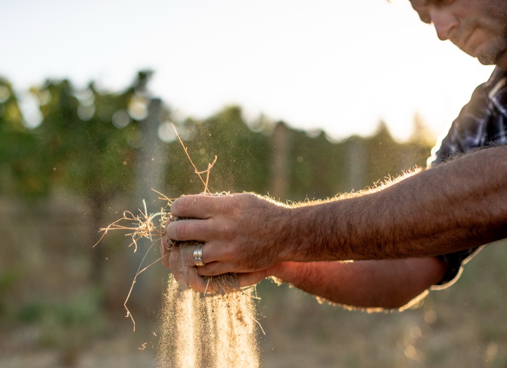 Backlit hands crumbling vineyard soil between rows at golden hour