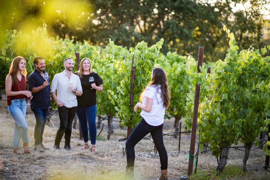 Tour guide leading four guests with glasses through summer vineyard rows
