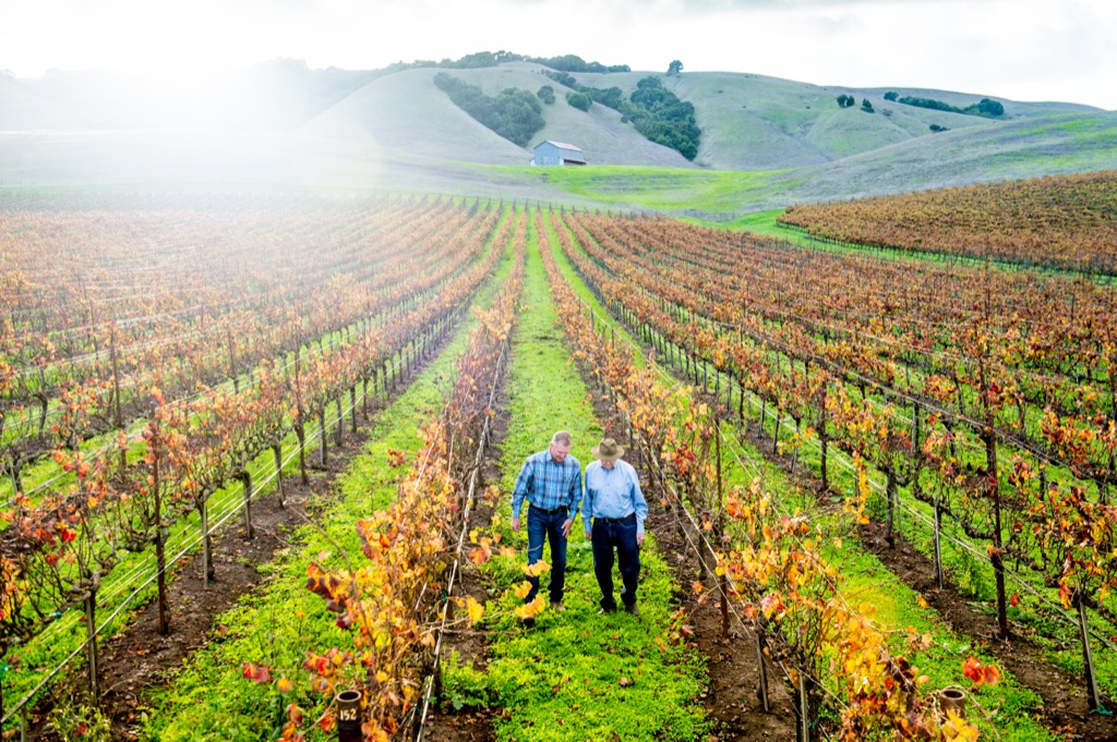 Walking autumn vineyard rows beneath green Sonoma County hills, photographed by Dawn Heumann