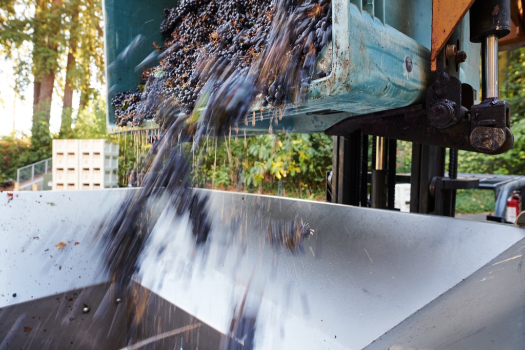 Harvest bins tipping pinot noir grapes into the stainless hopper in motion